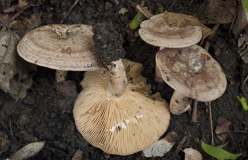 Lactarius circellatus